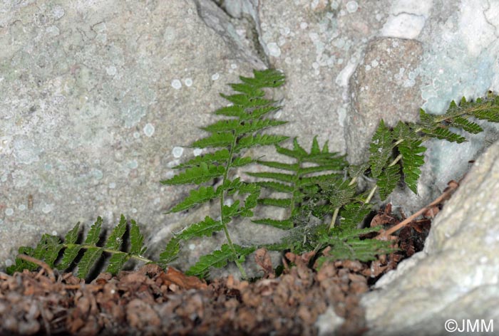 Dryopteris tyrrhena