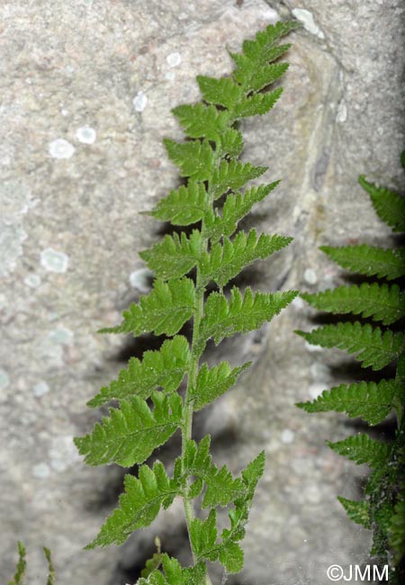 Dryopteris tyrrhena