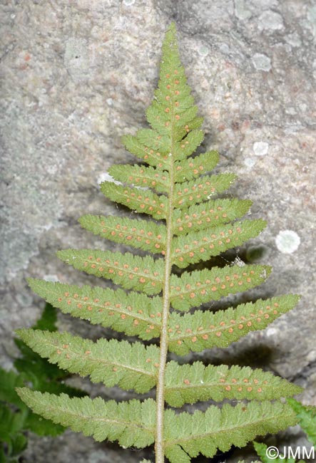 Dryopteris tyrrhena