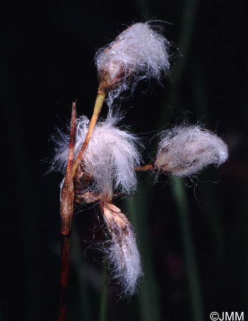 Eriophorum gracile 