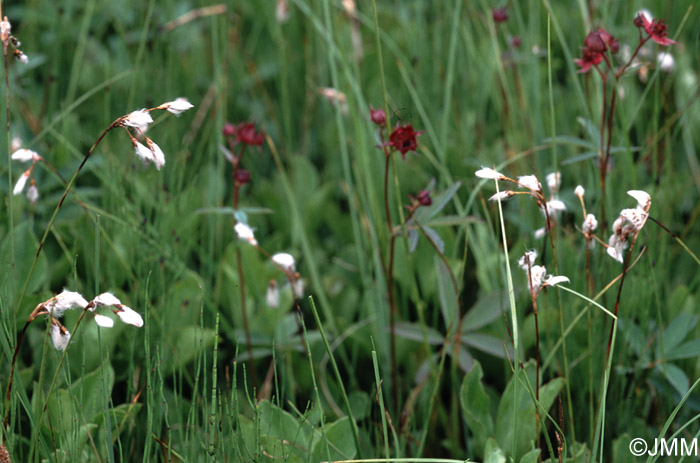 Eriophorum gracile 