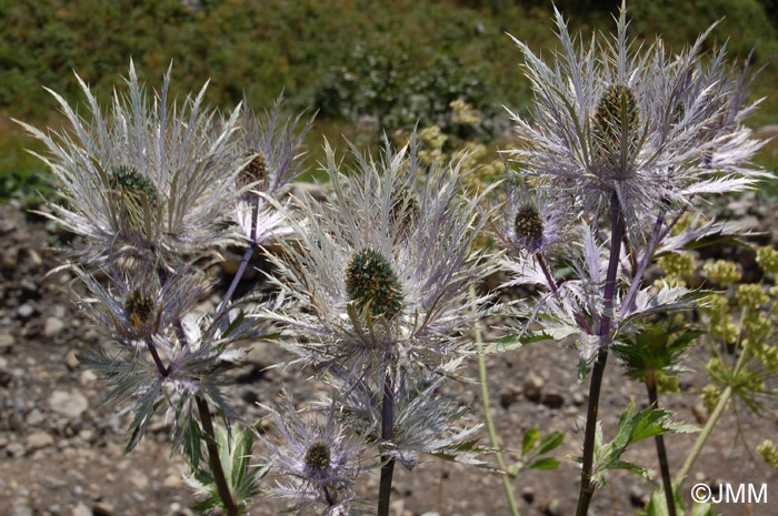 Eryngium alpinum