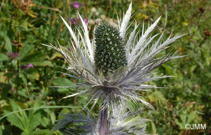 Eryngium alpinum