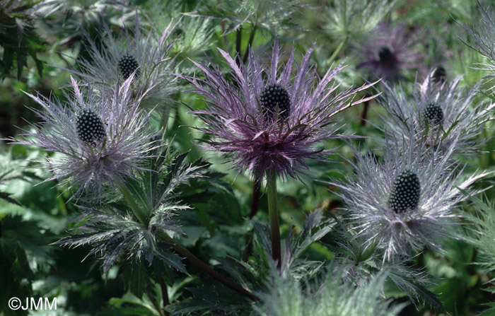 Eryngium alpinum