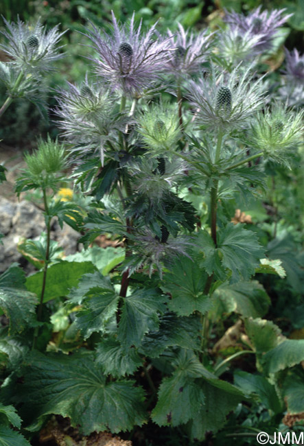 Eryngium alpinum