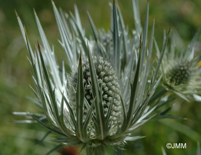 Eryngium spinalba 