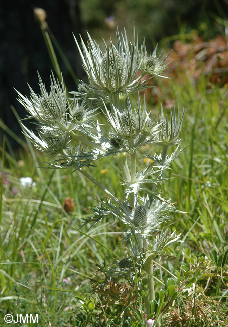 Eryngium spinalba 