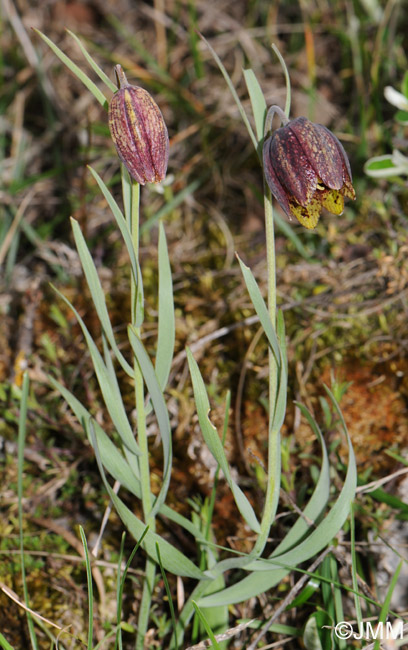 Fritillaria montana = Fritillaria caussolensis = Fritillaria orientalis