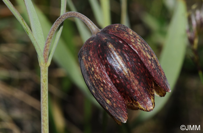 Fritillaria montana = Fritillaria caussolensis = Fritillaria orientalis