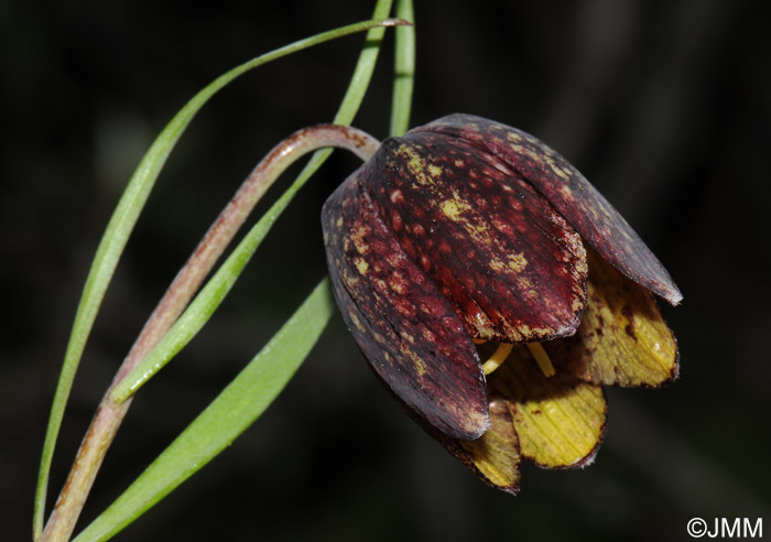 Fritillaria montana = Fritillaria caussolensis = Fritillaria orientalis