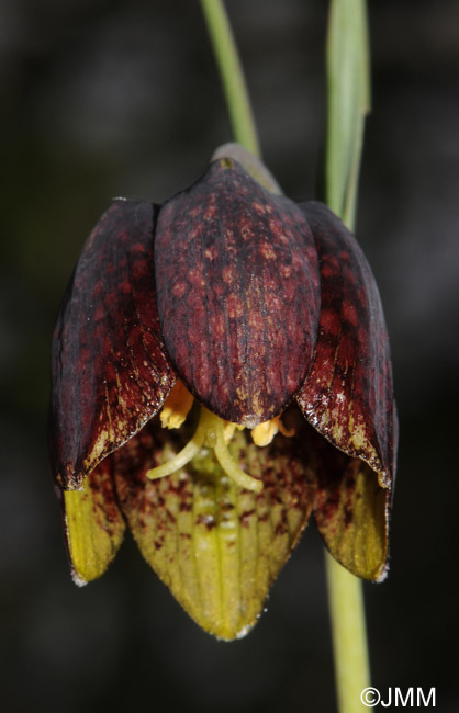 Fritillaria montana = Fritillaria caussolensis = Fritillaria orientalis