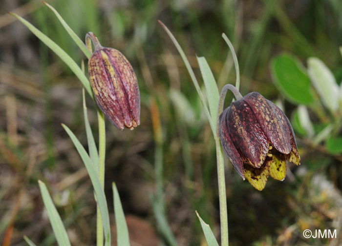 Fritillaria montana = Fritillaria caussolensis = Fritillaria orientalis