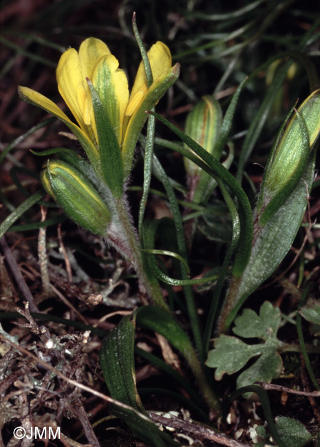 Gagea bohemica = Gagea bohemica subsp. bohemica