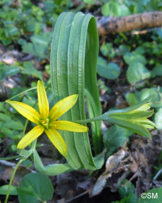 Gagea lutea