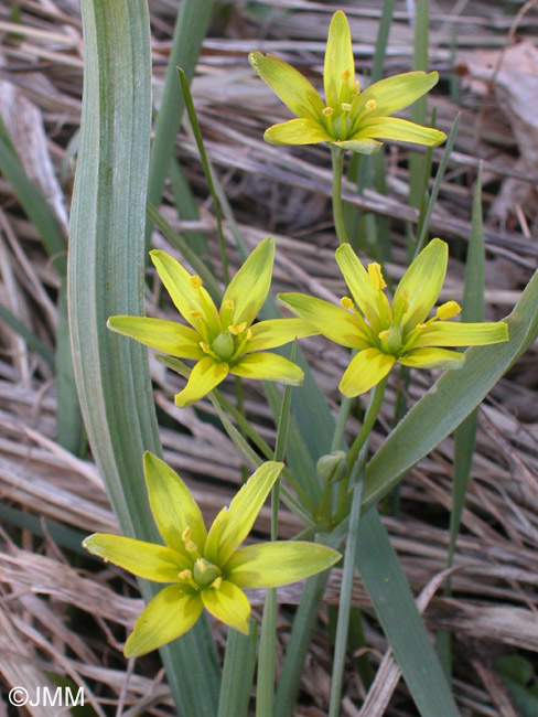 Gagea lutea