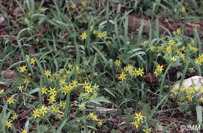 Gagea lutea