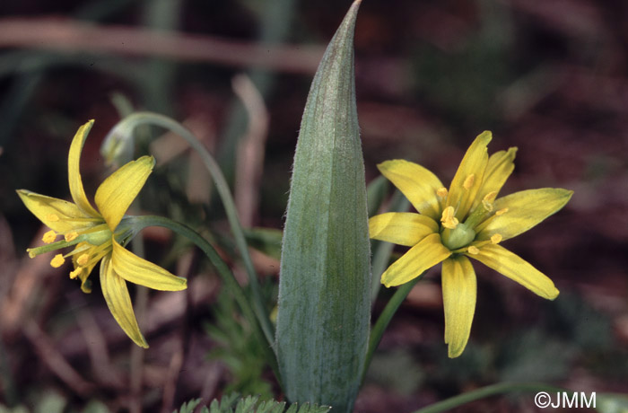 Gagea lutea