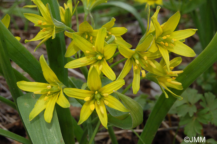 Gagea lutea 