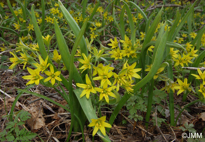 Gagea lutea