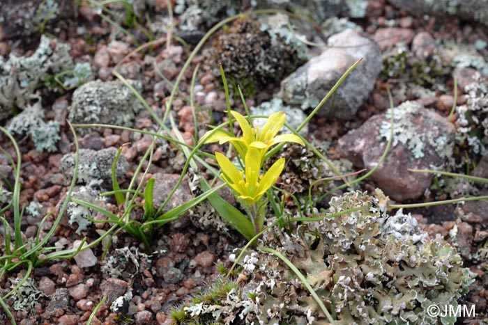 Gagea saxatilis = Gagea bohemica subsp. saxatilis