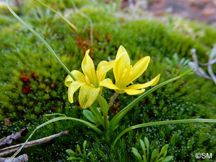 Gagea saxatilis = Gagea bohemica subsp. saxatilis