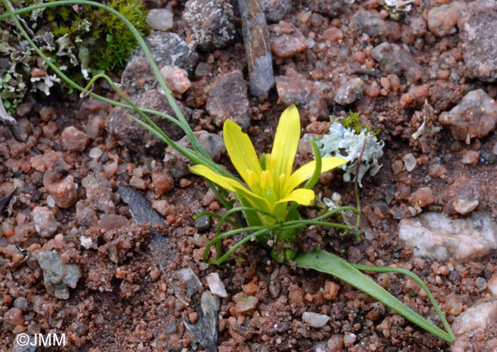 Gagea saxatilis = Gagea bohemica subsp. saxatilis