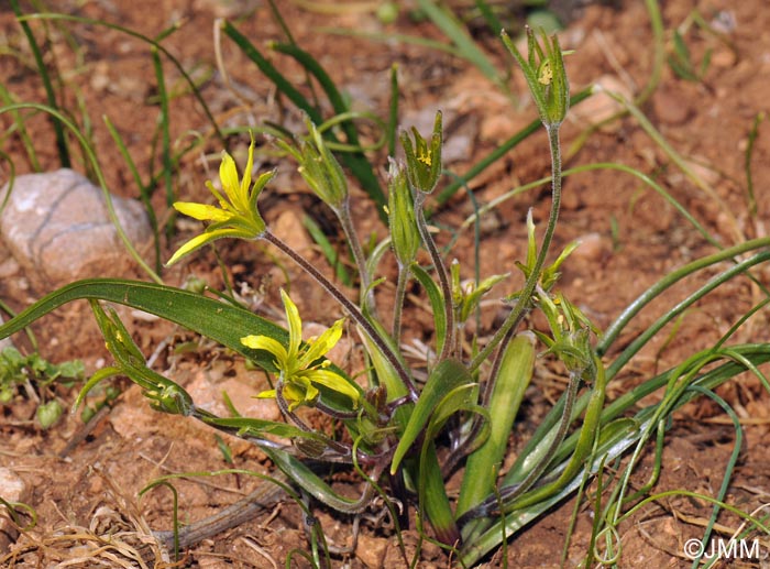 Gagea villosa