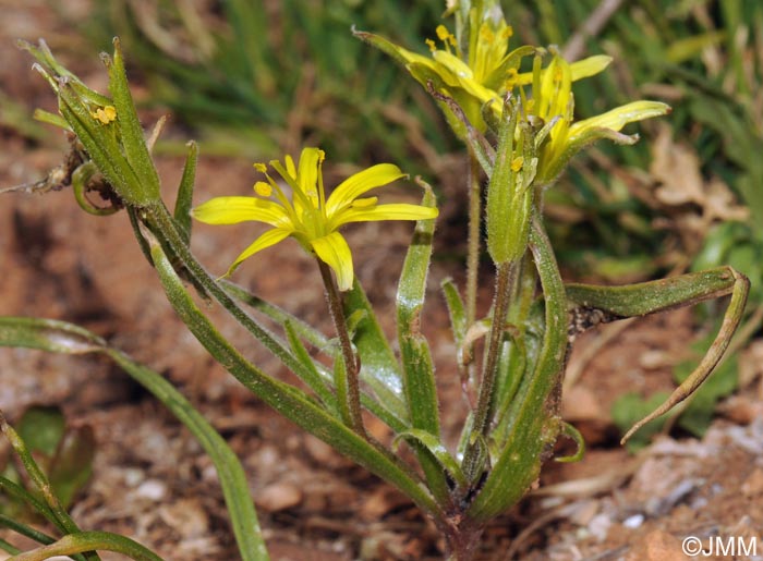 Gagea villosa