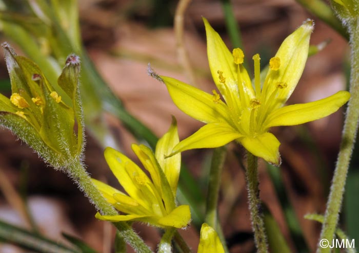 Gagea villosa