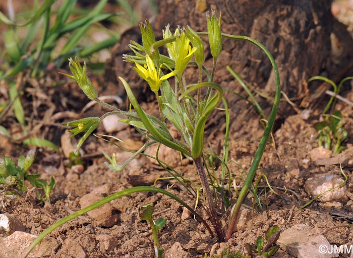 Gagea villosa