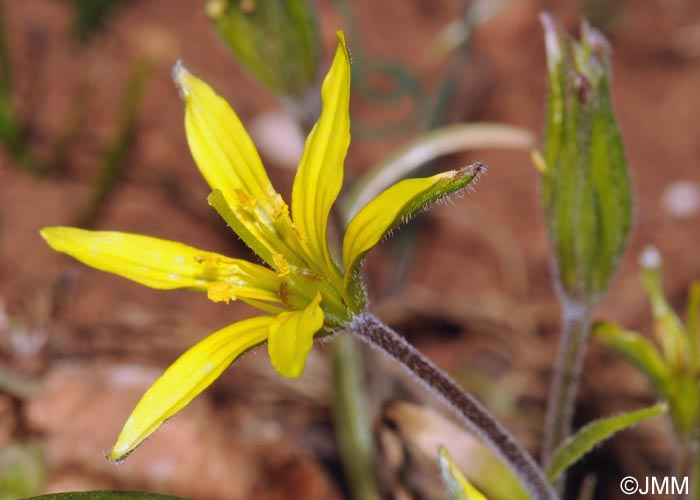 Gagea villosa