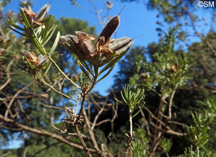 Genista linifolia