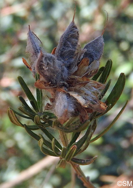 Genista linifolia