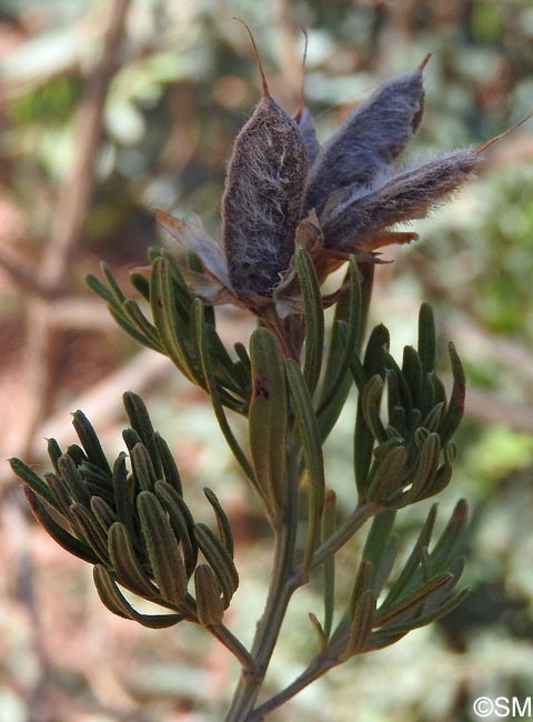 Genista linifolia