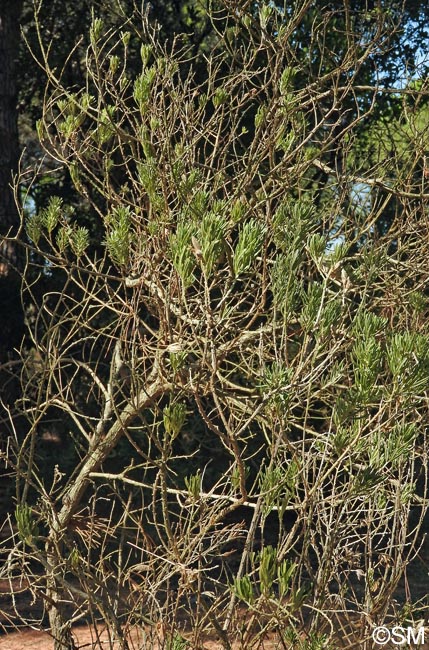 Genista linifolia