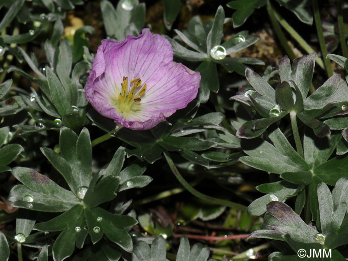 Geranium argenteum