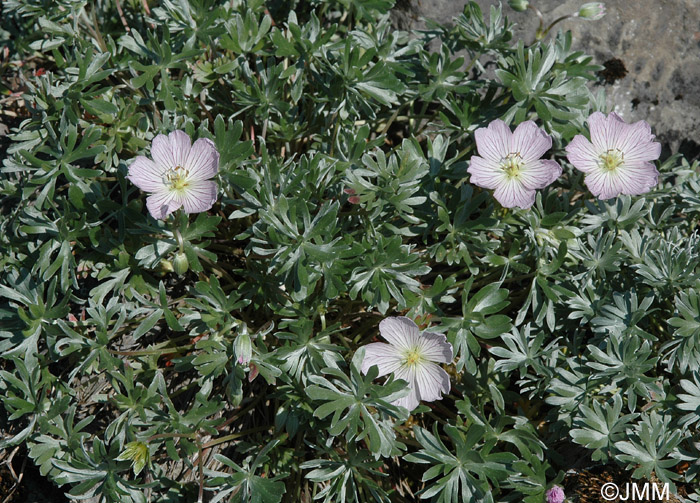 Geranium argenteum