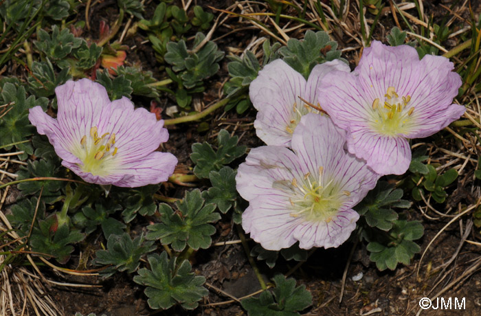 Geranium cinereum