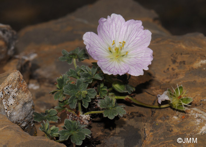 Geranium cinereum