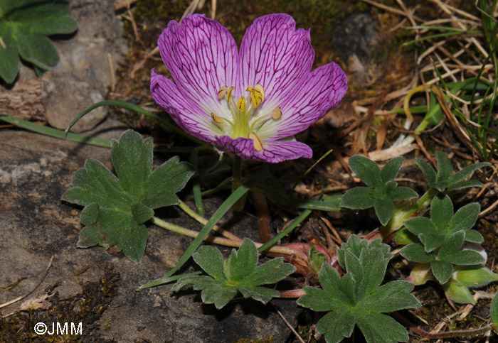 Geranium cinereum