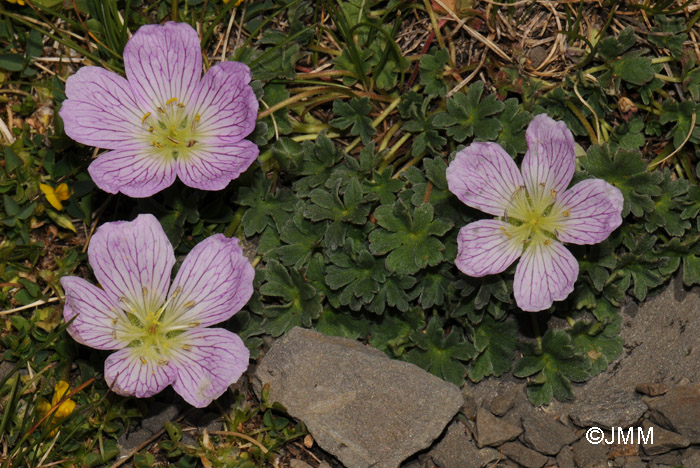 Geranium cinereum