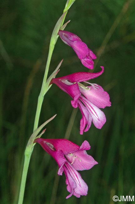 Gladiolus palustris