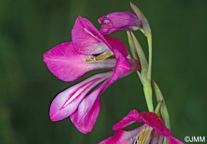 Gladiolus palustris