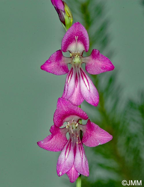 Gladiolus palustris