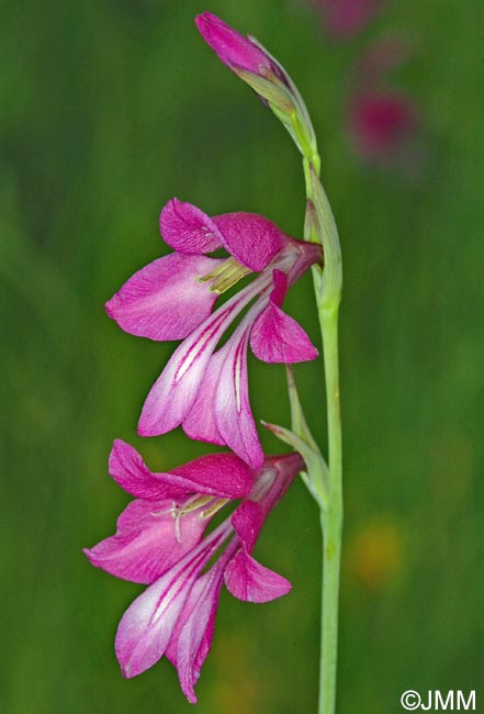 Gladiolus palustris