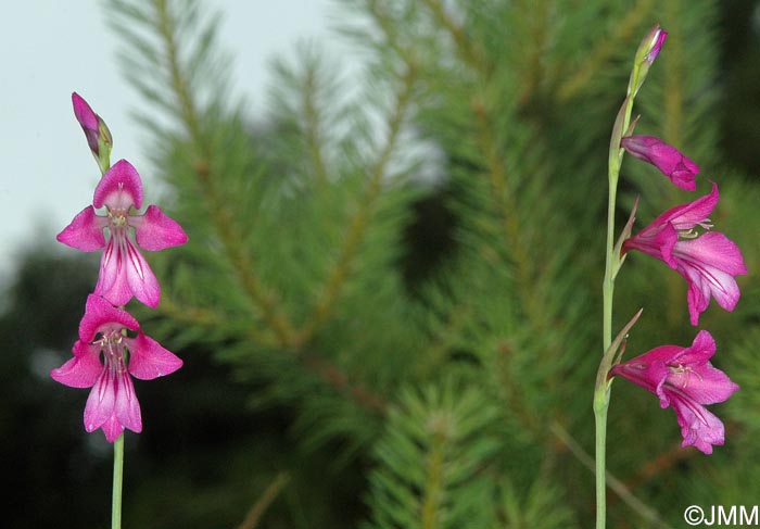 Gladiolus palustris