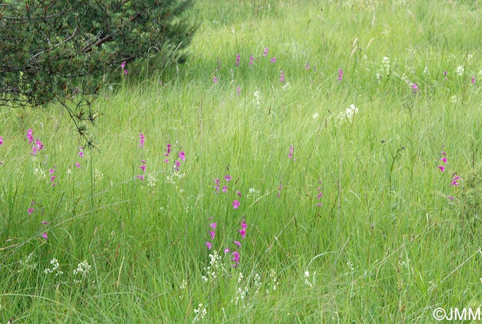 Gladiolus palustris