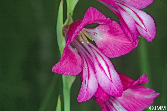 Gladiolus palustris