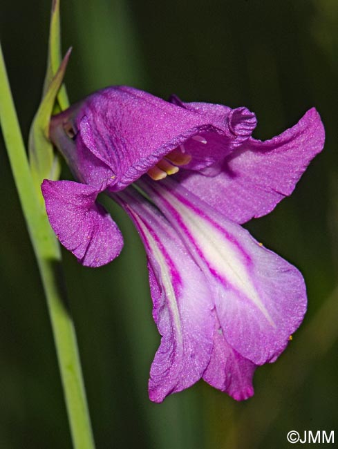 Gladiolus palustris