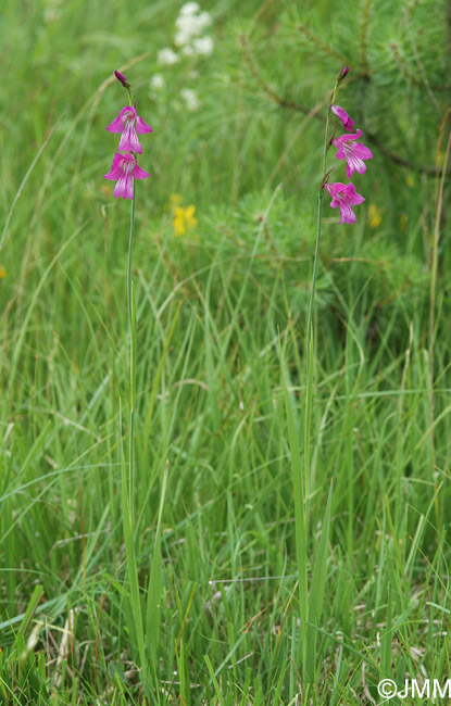 Gladiolus palustris